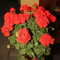 6H0W0797