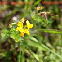6H0W0592