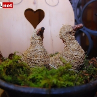 DSC_0009