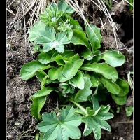 Wassertropfen