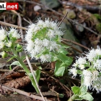 blumen