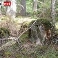 wurzel