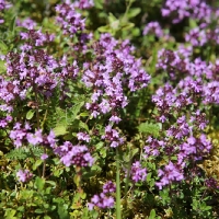 30. Im Floitengrund