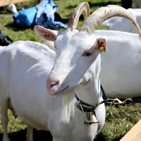 30. Gauder Fest - Trachtlerjugend - Zell am Ziller