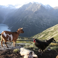 31. Olperer Hütte - Riepenkar