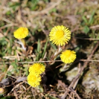 IMG_7945