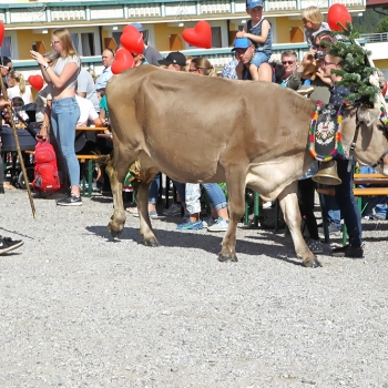 14. Almabtrieb - Kohlerhof - Fügen