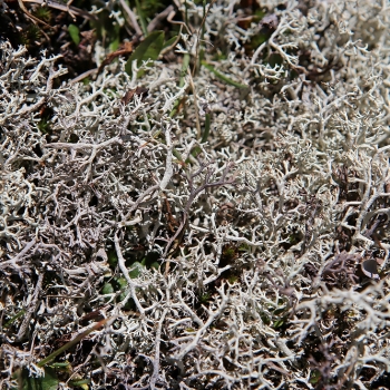 IMG_7285