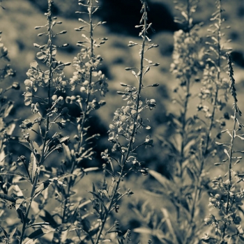 IMG_8364