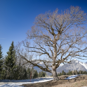 23. Hart - Reither Kogel