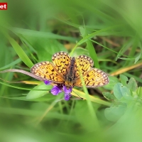 08-07-12 Grieralm
