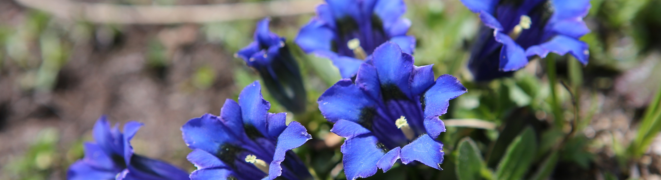 Blumen
