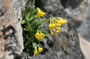 Alpen Aurikel (Platenigel)