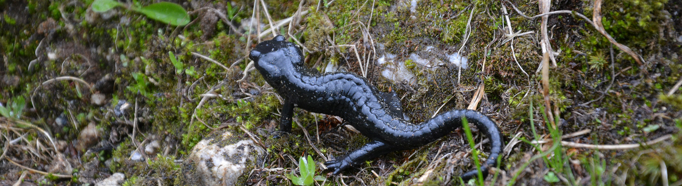 Alpensalamander