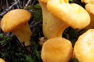 Pilze & Beeren Pfifferling