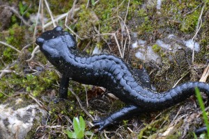 Tiere Alpensalamander