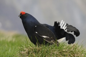 Vogellehrpfad Hart vogellehrpfad hart birkhun