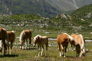 Hochgebirgs-Naturpark Zillertaler Alpen